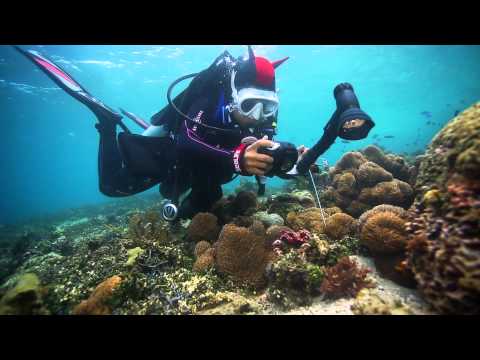 SeaLife 水下攝影機｜印尼潛水與SeaLife 水下攝影機、燈光和鏡頭。 (SeaLife Underwater Cameras | Diving Indonesia with SeaLife Underwater Cameras, Lights and Lenses)