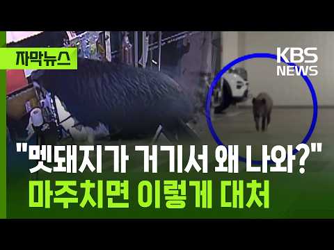 도시에 멧돼지가 나타났어요! 만나면 어떻게 해야 할까요?