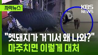 [자막뉴스] 멧돼지가 거기서 왜 나와? 마주치면 이렇게 대처 / KBS 2026.05.02.
