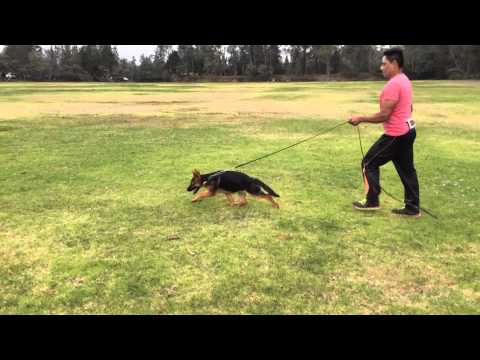 Elga Von ZuritaHeim (Roberto Zenteiche vs Xelina di casa Caputi)