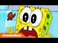 SpongeBob Squarepants | SpongeBob & Patrick zorgen voor het huisdier van Sandy | Nickelodeon