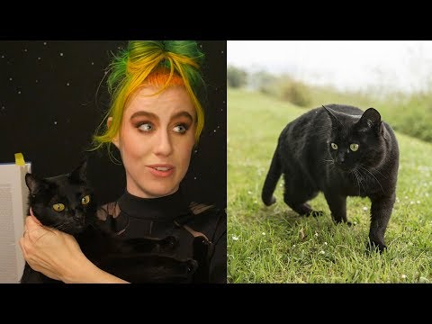 Why Are People Afraid of Black Cats? Superstition Origins