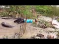 Now That's A Big Snake! Anaconda Almost Eats My Chicken
