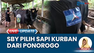 Werkudara & Antasena Dibeli SBY untuk Kurban Idul Adha, Sapi Warga Ponorogo Miliki Bobot 1 Ton Lebih