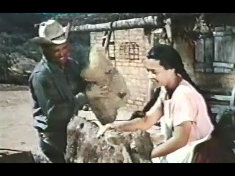 Walt Disney's "Sancho, The Homing Steer" Season 8 Ep 15 & 16