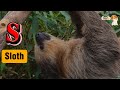 ABC Jungle Animals Song For Kids Learn The Alphabet Abcd