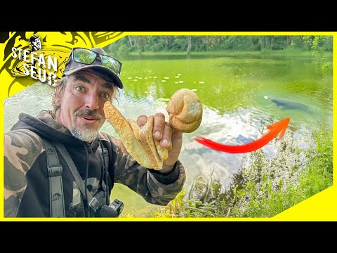 Karpfen mit Brot | Einfach vom Ufer auf Karpfen Angeln