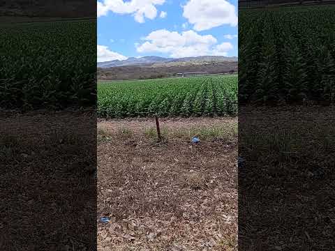 asi son los plantios de tabaco en la ciudad de Esteli el diamante de  las segovias.