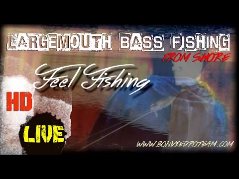 LARGEMOTUH BASS FISHING FROM SHORE with TIPS #1 | HD | 2016