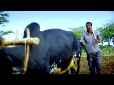 Woyyoo Yaa Sangaa Dhabaa : Dagim Mekonnen New song 2017