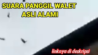 Download lagu suara panggil walet asli alami rekaman dari goa mp3 Download lagu suara panggil walet asli alami rekaman dari goa mp3