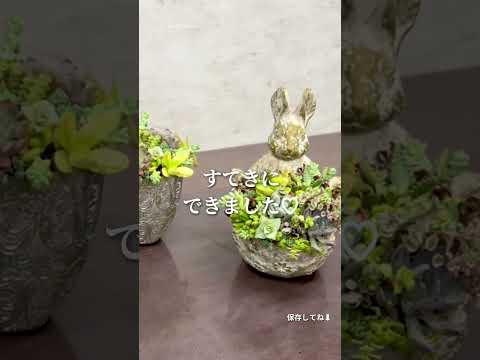 多肉植物を屋外に植える時期はいつですか?それらをうまく植えて維持するにはどうすればよいでしょうか？  庭園