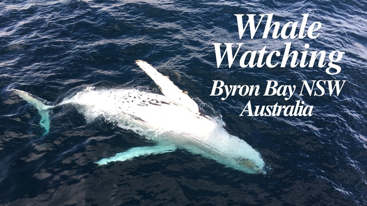 Experience Whale Watching Safari virtually, with this video tour.