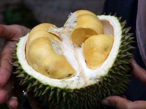 The King of Fruits: Durian | Tastes Like Heaven | Smells Like Hell