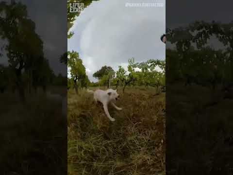 Man gets chased by aggressive dog #dogs #funny #shorts