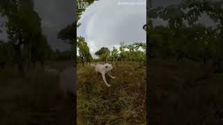 Man gets chased by aggressive dog #dogs #funny #shorts
