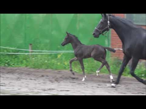 *2017 Stutfohlen von Le Vivaldi - De Niro. SOLD!!!