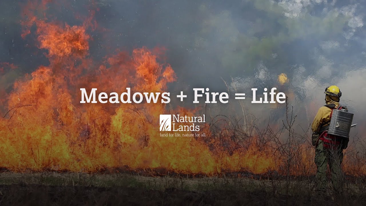 Prescribed Fire at Natural Lands
