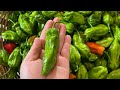 Huge Garden Naga chilli |Naga morich |Hot peppers harvest