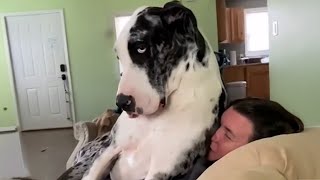 I Wanted a Dog, But God Gave Me a Comedian! 🤣 Funniest Great Dane Dog Video