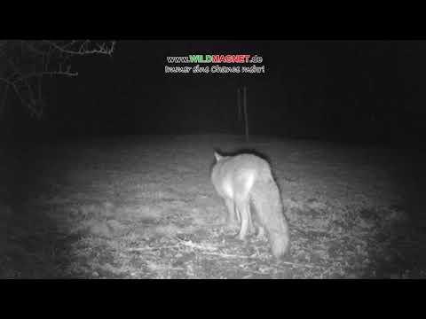 Wildmagnet Lockung mit Fuchs Hase Nutria Marder