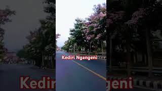 Download lagu serasa di negeri sakura#jepang#bunga #sakura #tabebuya #musim #september #kediri #viralshorts mp3