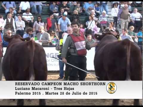 28-07-15 Reservado Campeon Macho Shorthorn - Palermo 2015.