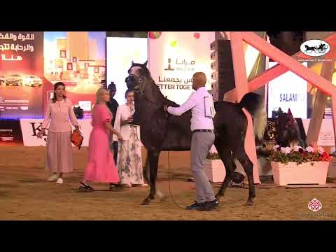 N 68 AZEEM B K   Jordan Bred Show 2022   Colts 3 Years Old Class 9