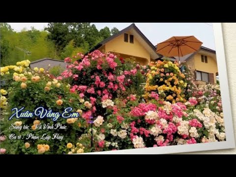 Xuân vắng em - Phan Lập Huy