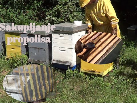 Sakupljanje propolisa - Pčelarstvo Ivančević