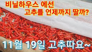 고추를 비닐하우스 에서는 언제까지 딸까요? 고추재배법 귀농귀촌 농사농업 텃밭 전원일기