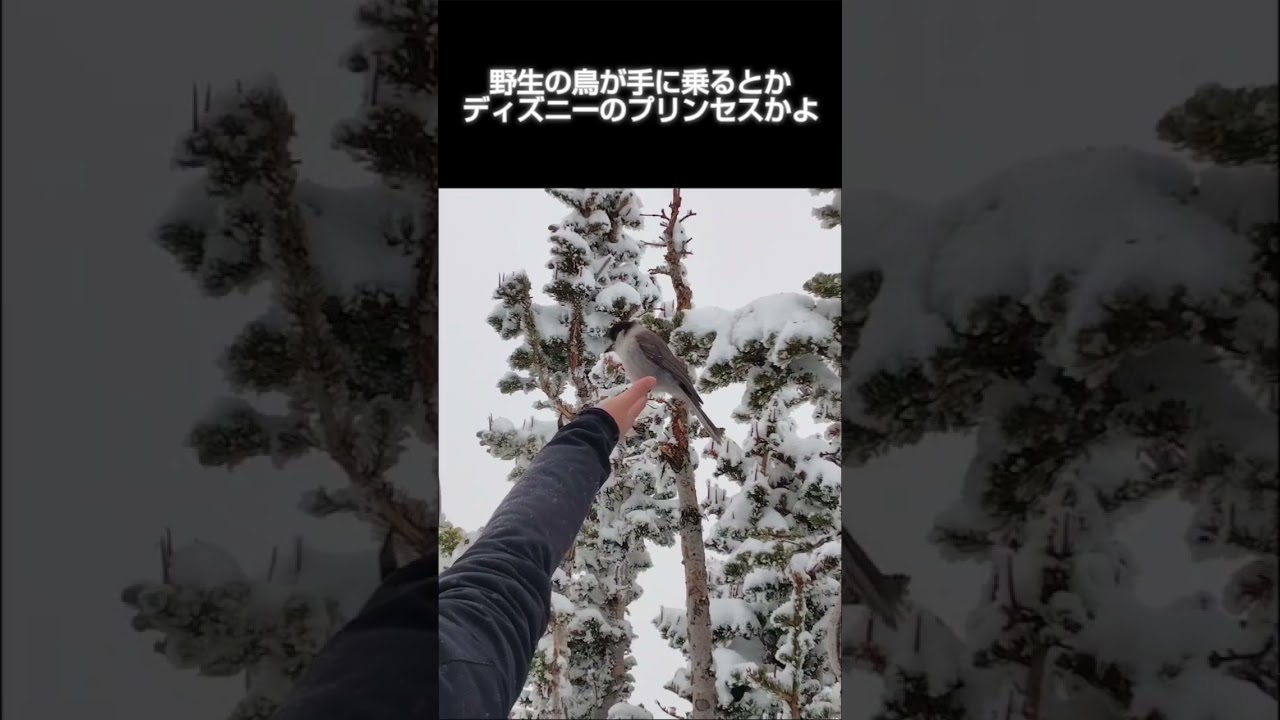 野生の鳥が手に乗る瞬間が可愛すぎる #vtuber