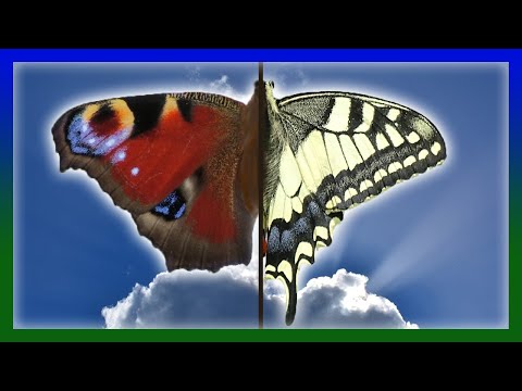 Identifying butterflies in garden, field and forest | Day butterflies