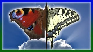 Schmetterlinge bestimmen in Garten, Feld + Wald | Tagfalter