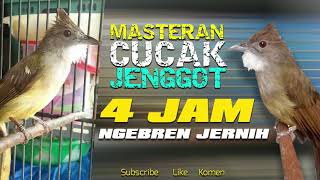 Download lagu Gunakan cucak jenggot YANG EMOSI ini untuk  MASTERAN CUCAK JENGGOT 4 JAM NGEBREN JERNIH mp3