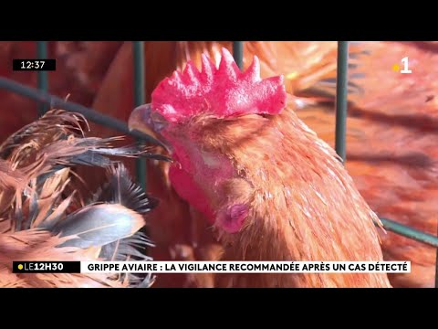 , title : 'Les éleveurs de volailles sont inquiets après la détection d'un foyer de grippe aviaire'