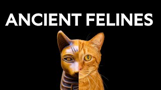 How House Cats Influenced the Ancient World