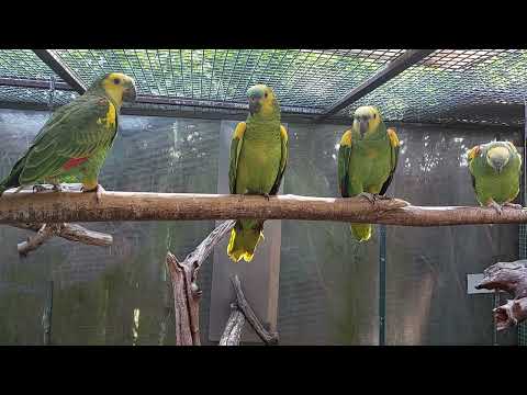 Blue-fronted Amazon (Amazona aestiva xanthopteryx) /   https://parrotsdailynews.com/