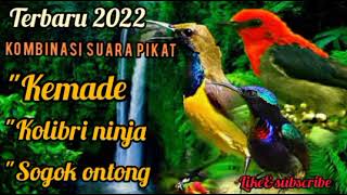 Download lagu Suara kombinasi burung kemade, kolibri ninja, sogok ontong paling ampuh | paling dicari 100% ampuh mp3