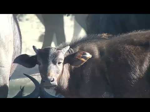 Djuma: Large African Buffalo herd-Pt:1 - 08:00 - 09/12/21