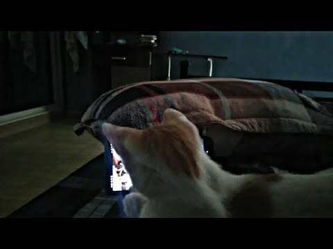 I'm watching a documentary on YouTube then suddenly my cat interrupted me and watched