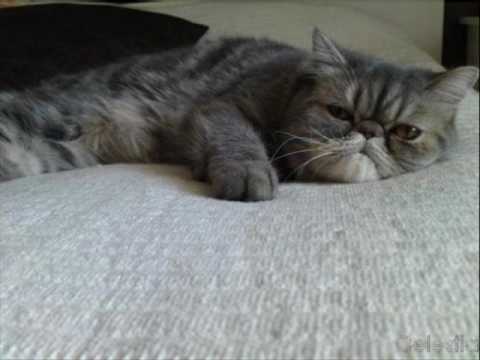 Norrlänning Dissar Stockholmare