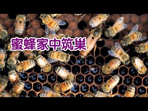 家有蜜蜂怎麼辦