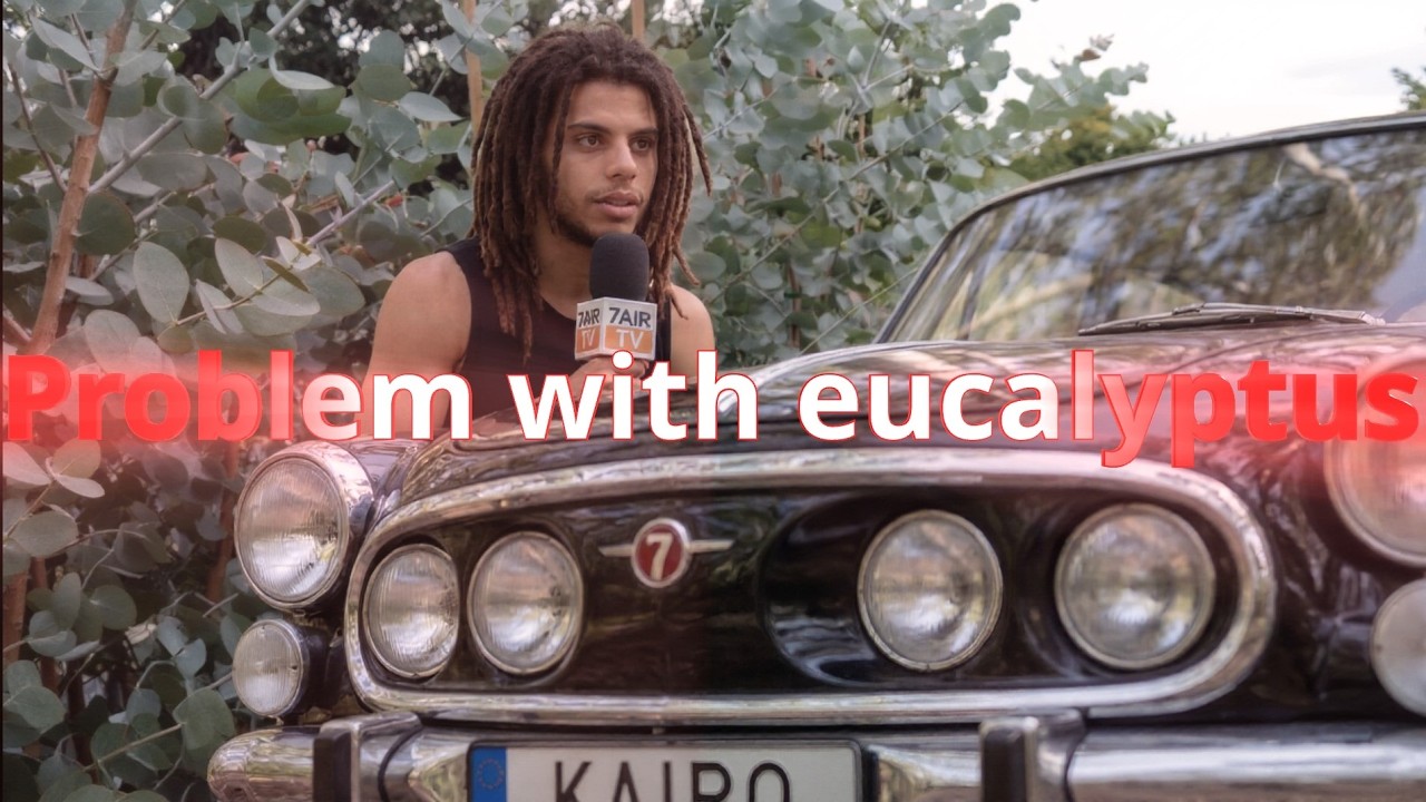 Problem with eucalyptus! How to save a drying eucalyptus? 🌿 #eucalyptus #gardening