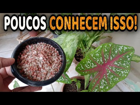 Esse adubo NPK faz sua Planta Crescer 3X Mais Rápido - Veja o Incrível Resultado