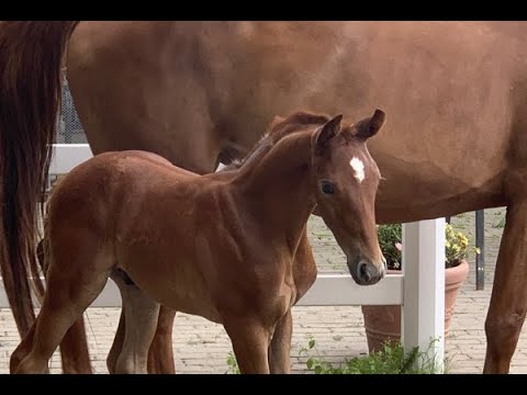 Springfohlen-Online-Auktion! Hann. HF v. Zirocco Blue - Silvio I