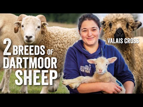 , title : '2 Breeds of Dartmoor Sheep - Fridays with Fran - Ep27 (+ Valais Blacknose Cross Lambs)'