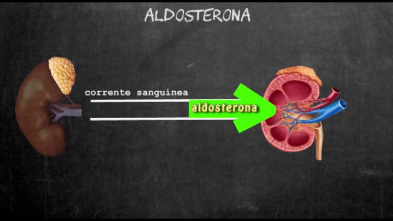 Aldosterona - secreção de potássio e reabsorção de sódio