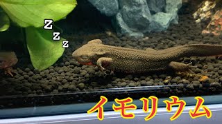うちのイモリウム