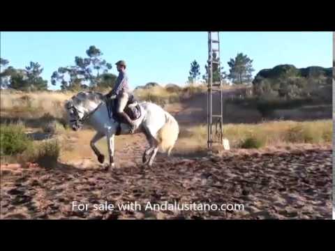 Grand Prix PRE stallion